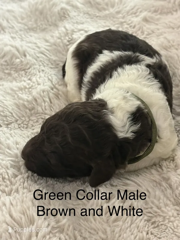 Green Collar – Sheepadoodle puppy for sale in Colorado, CO