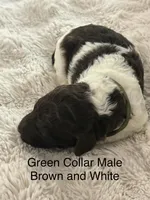 Green Collar, a male Sheepadoodle for sale in Colorado, CO – 1 of 1