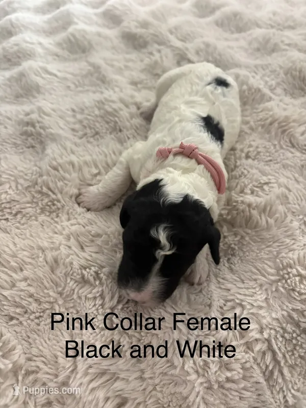 Pink Collsr – Sheepadoodle puppy for sale in Colorado, CO