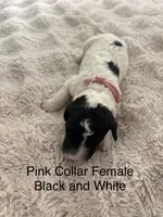 Pink Collsr, a female Sheepadoodle for sale in Colorado, CO – 1 of 1