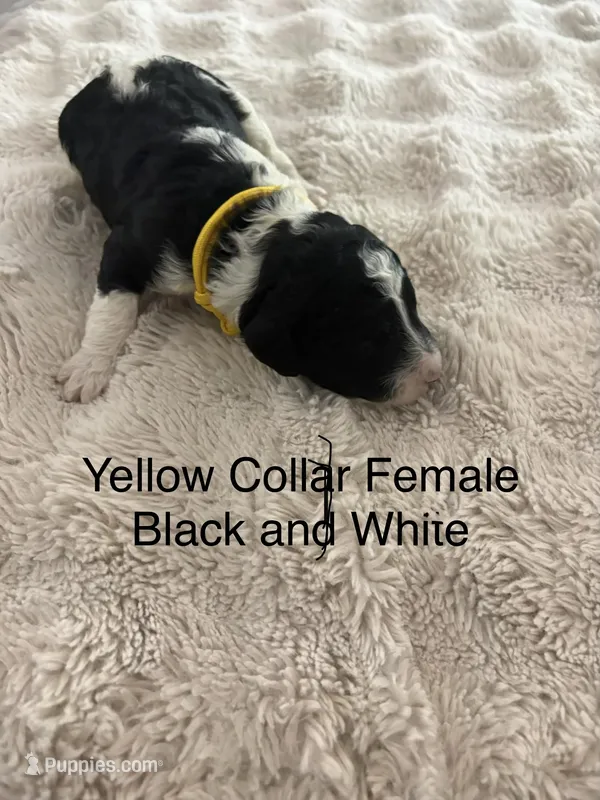 Yellow Collar – Sheepadoodle puppy for sale in Colorado, CO