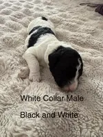 White Collar, a male Sheepadoodle for sale in Colorado, CO – 1 of 1