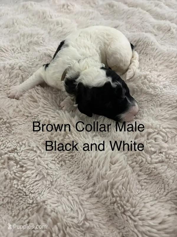 Brown Collar – Sheepadoodle puppy for sale in Colorado, CO