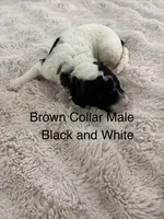Brown Collar, a male Sheepadoodle for sale in Colorado, CO – 1 of 1