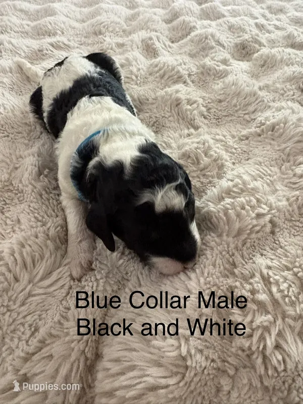 Blue Collar  – Sheepadoodle puppy for sale in Colorado, CO