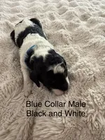 Blue Collar , a male Sheepadoodle for sale in Colorado, CO – 1 of 1