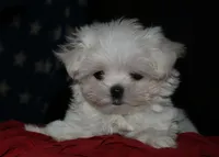 Myrtle, a female Maltese for sale in Billings, MO – 2 of 8