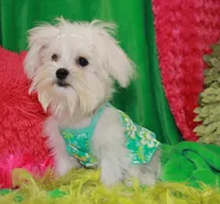 Bree, a female Maltese for sale in Billings, MO – Photo 6 of 8