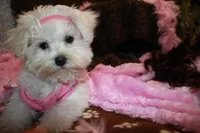 Bree, a female Maltese for sale in Billings, MO – Photo 5 of 8
