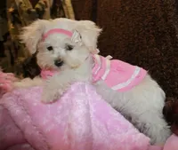 Bree, a female Maltese for sale in Billings, MO – Photo 4 of 8
