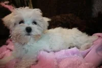 Bree, a female Maltese for sale in Billings, MO – Photo 7 of 8
