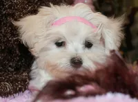 Bree, a female Maltese for sale in Billings, MO – Photo 1 of 8