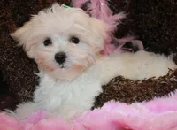 Bree, a female Maltese for sale in Billings, MO – Photo 3 of 8