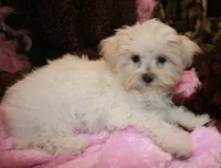 Bree, a female Maltese for sale in Billings, MO – Photo 2 of 8