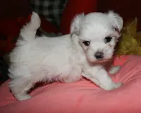 Ziggy , a male Maltese for sale in Billings, MO – 1 of 9