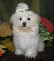 Fred, a male Maltese for sale in Billings, MO – 3 of 8