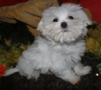 Conrad, a male Maltese for sale in Billings, MO – 6 of 9