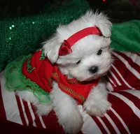 Piper, a male Maltese for sale in Billings, MO – 7 of 9