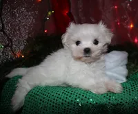 Piper, a male Maltese for sale in Billings, MO – 8 of 9