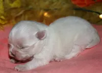 Piper, a male Maltese for sale in Billings, MO – 4 of 9