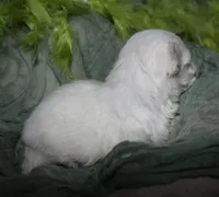 Myrtle, a female Maltese for sale in Billings, MO – 7 of 8