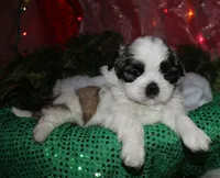 Charlie, a male Shih Tzu for sale in Billings, MO – 6 of 9