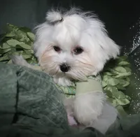 Archie, a male Maltese for sale in Billings, MO – 9 of 9