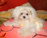 Maci, a female Maltese for sale in Billings, MO – 3 of 8