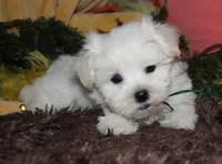 Justin, a male Maltese for sale in Billings, MO – 5 of 10