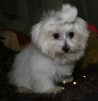 Stumpy, a male Maltese for sale in Billings, MO – 8 of 9