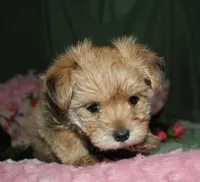 Moses , a male Morkie for sale in Billings, MO – 8 of 9