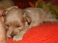 Gizmo, a male Maltipoo for sale in Billings, MO – 4 of 9