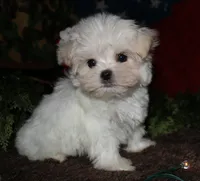 Noah, a male Maltese for sale in Billings, MO – 8 of 9