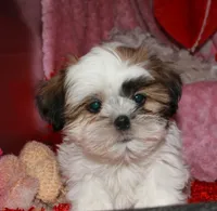 Ernie, a male Shih Tzu for sale in Billings, MO – Photo 2 of 8