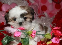 Ernie, a male Shih Tzu for sale in Billings, MO – Photo 6 of 8