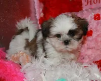 Ernie, a male Shih Tzu for sale in Billings, MO – Photo 1 of 8