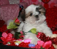 Ernie, a male Shih Tzu for sale in Billings, MO – Photo 7 of 8