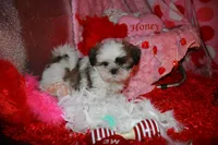 Ernie, a male Shih Tzu for sale in Billings, MO – Photo 8 of 8