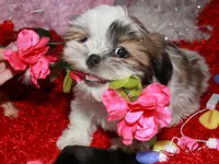 Ernie, a male Shih Tzu for sale in Billings, MO – Photo 4 of 8
