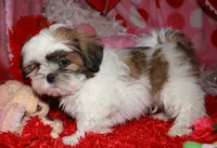 Ernie, a male Shih Tzu for sale in Billings, MO – Photo 3 of 8