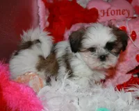 Ernie, a male Shih Tzu for sale in Billings, MO – Photo 5 of 8