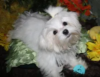 Noah, a male Maltese for sale in Billings, MO – 2 of 9