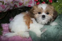 MoJo, a male Shih Tzu for sale in Billings, MO – 8 of 9