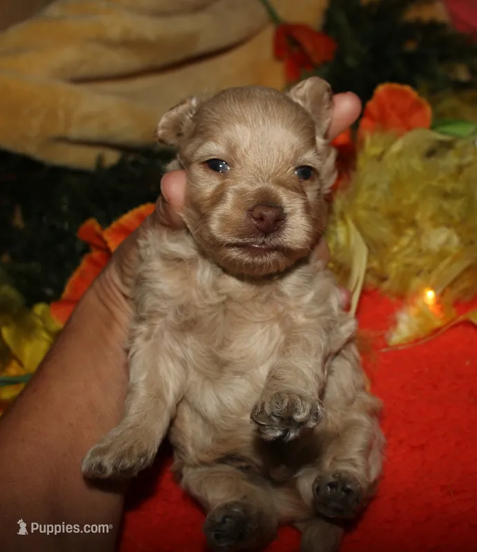 Gizmo – Maltipoo puppy for sale in Billings, MO