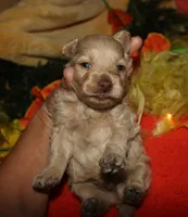 Gizmo, a male Maltipoo for sale in Billings, MO – 1 of 9