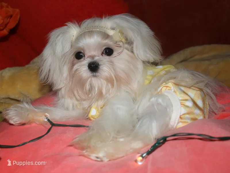 Maci – Maltese puppy for sale in Billings, MO