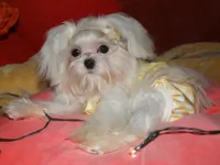 Maci, a female Maltese for sale in Billings, MO – 1 of 8
