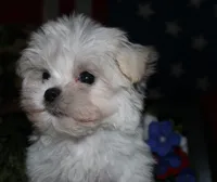 Noah, a male Maltese for sale in Billings, MO – 3 of 9
