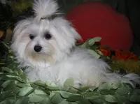 Chester, a male Maltese for sale in Billings, MO – 8 of 9