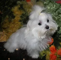 Conrad, a male Maltese for sale in Billings, MO – 8 of 9